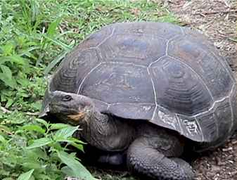 TORTOISE5.jpg (15412 bytes)