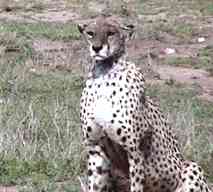 Cheetaha.jpg (7029 bytes)