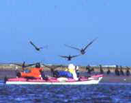 Paddlers and birds