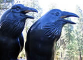 Sleeping Lady Ravens