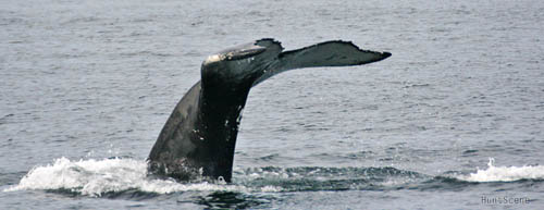 Whale in Nuuk Harbor