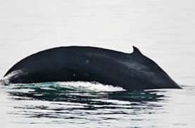 Whale breaching in Nuuk Harbor