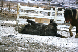 Icelandic horses roll in dirt