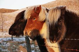 A troika of Icelandic horses