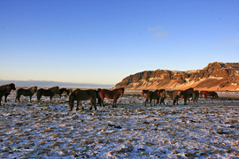 Icelandic horses in the pasture