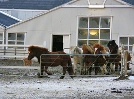 Laxnes horses heading to pasture