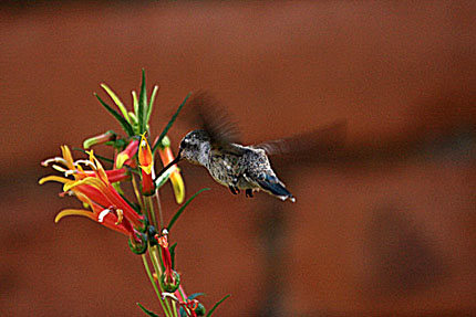 Hummingbird Aviary