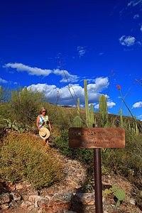 Pima Canyon Trail, Arizona