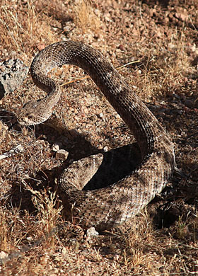 Desert rattlesnake near Tucson