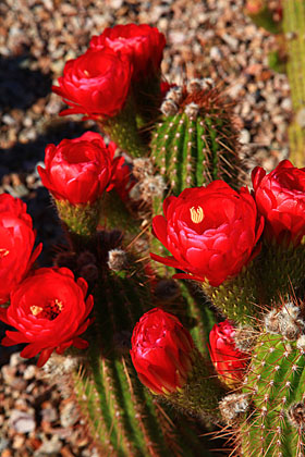 Spring cactus blooms, Tucson, Arizona