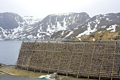 Drying cod in Norway