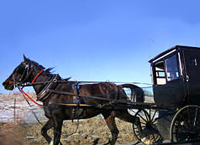 Amish horse &  buggy