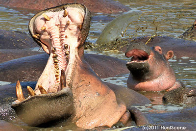 Tanzania hippos