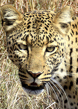 Tanzania leopard