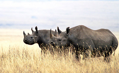 Tanzania rhinos