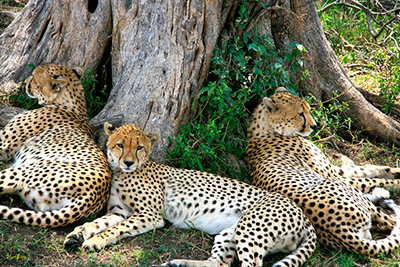 Tanzania cheetahs