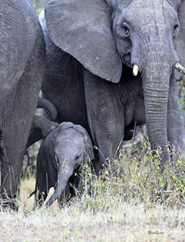 Tanznia elephant family