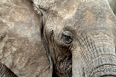 Tanzania elephant