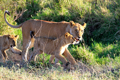 Tanzania lion family
