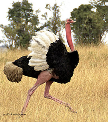 Tanzania ostrich, male