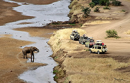 Tanzania safari watch