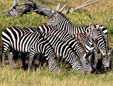 Tanzania zebras