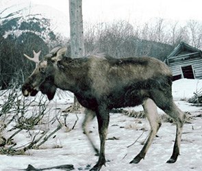 Anchorage Moose