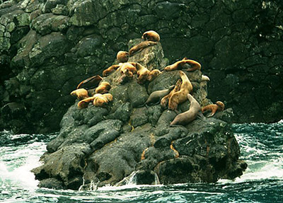 Resurrection Bay Sea Lions