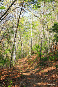SMNP typical trail