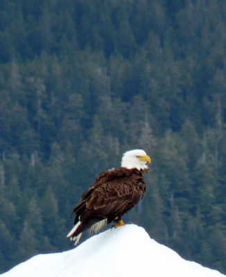 Eagle on glacier