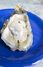Freshly shucked raw oyster.
