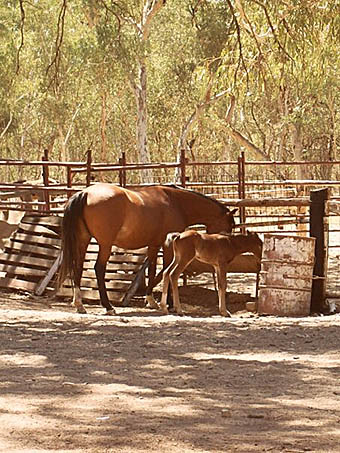 Australian ranch horses
