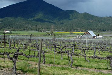 Valley View vineyards