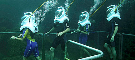 Riviera Maya diving with dolplins
