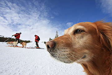 Castle Mountain search and rescue dogs