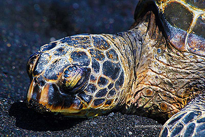 Hawaii sea turtle