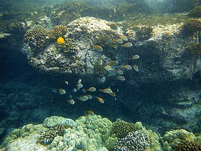 Hawaiian reef fish