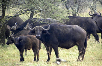 Tanzania water buffalo