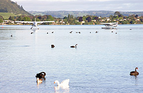 New Zealand Gov't Gardens Rotorua Lake Swans & Seaplanes