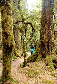 New Zealand beech forest trails