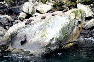 New Zealand fur seals