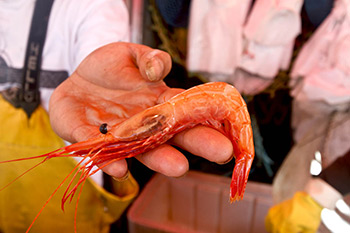 Prawns for sale at the dock in Richmond, BC