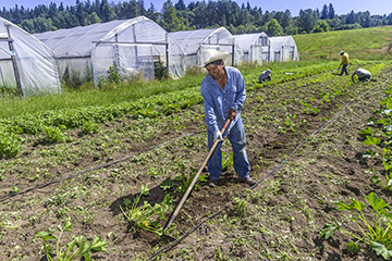 Weeding the vegetable field