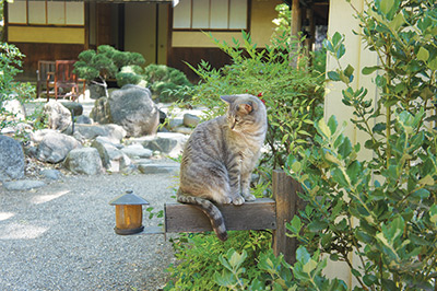 Tassajara Zen Mountain Center cat in front of Founders Hall