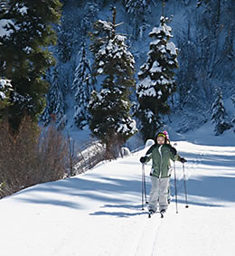 Bogus Nordic skier