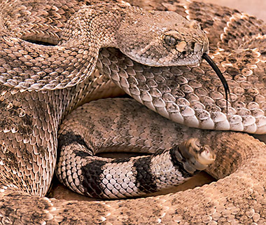 Poisonous rattlesnake at Tohono Chul Park