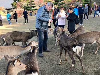 Osaka Nara Park feeding the dee