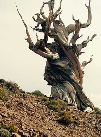 Twisted bristlecone pine tree trunk