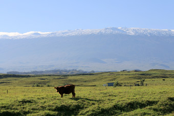 Hawaiian cattle ranch