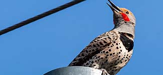 Flicker on stove pipe